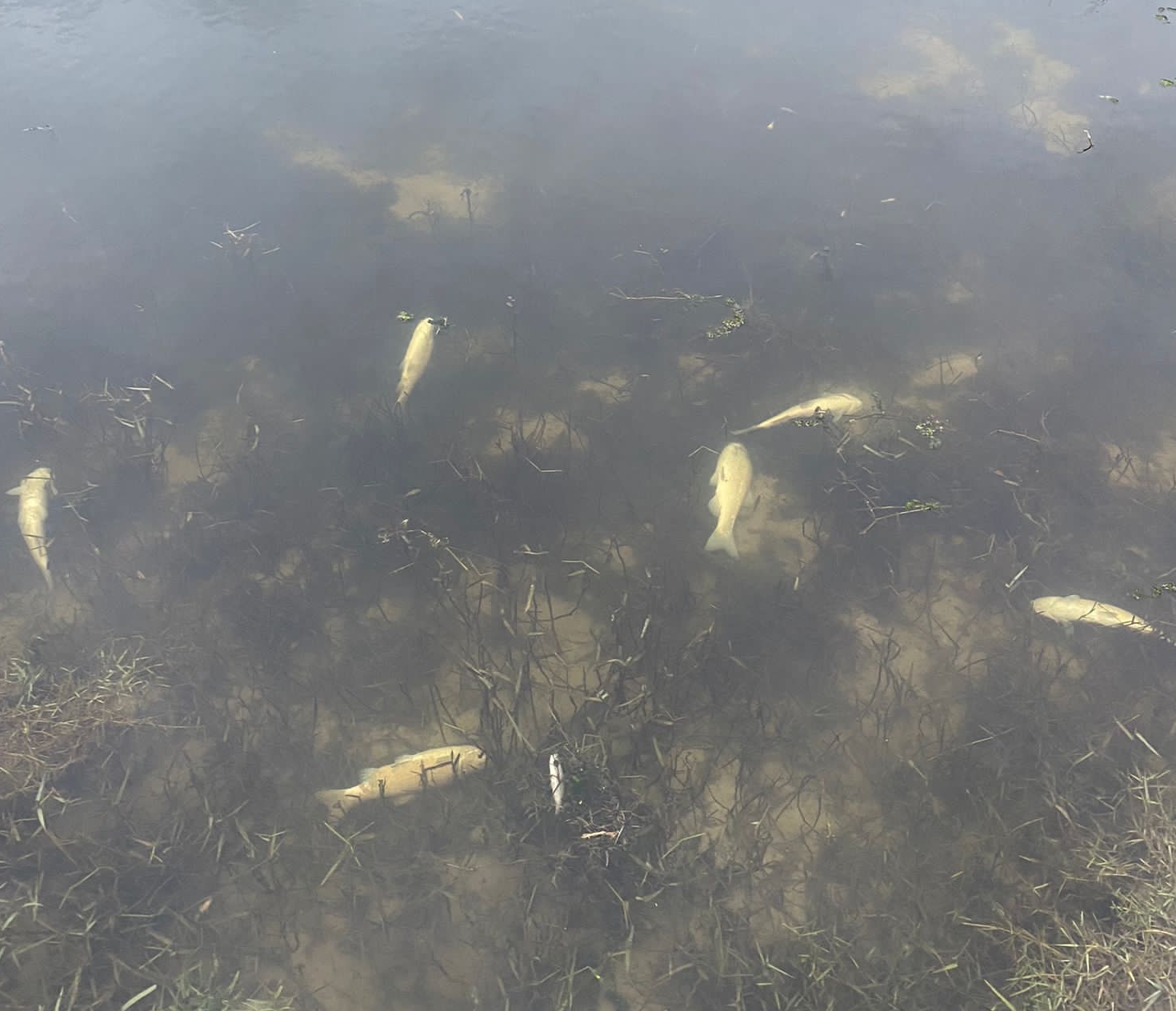 Tekirdağ’da Yuvalı Deresi’ndeki Balık Ölümleri Araştırılıyor