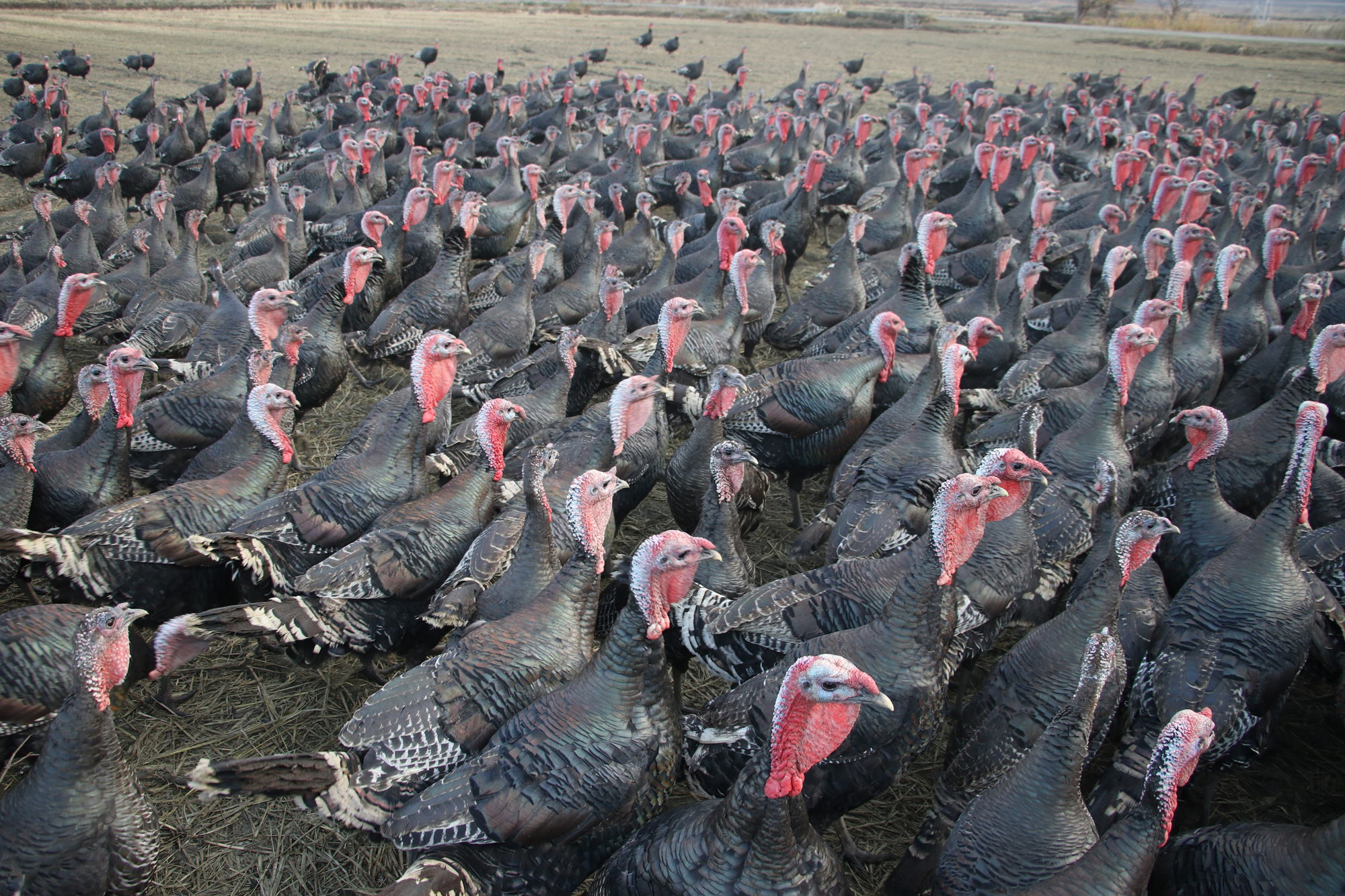 Tekirdağ’da yetiştirilen hindiler birçok ile gönderiliyor