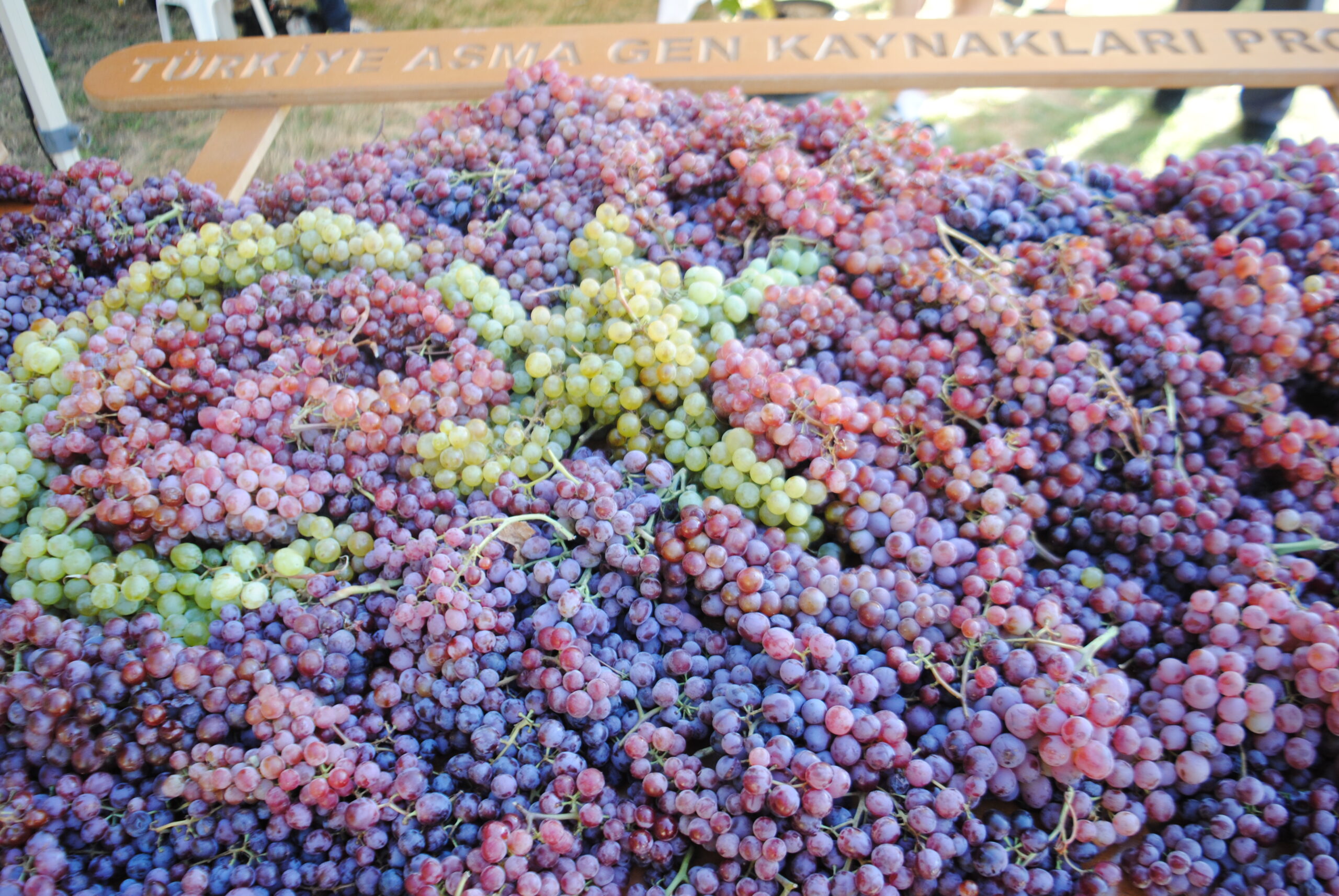 Tekirdağ’da Bağ Bozumu Şenliği Düzenlendi