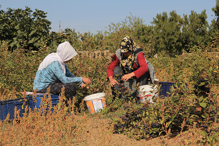 Üretim alanı genişleyen aronyanın hasadı başladı