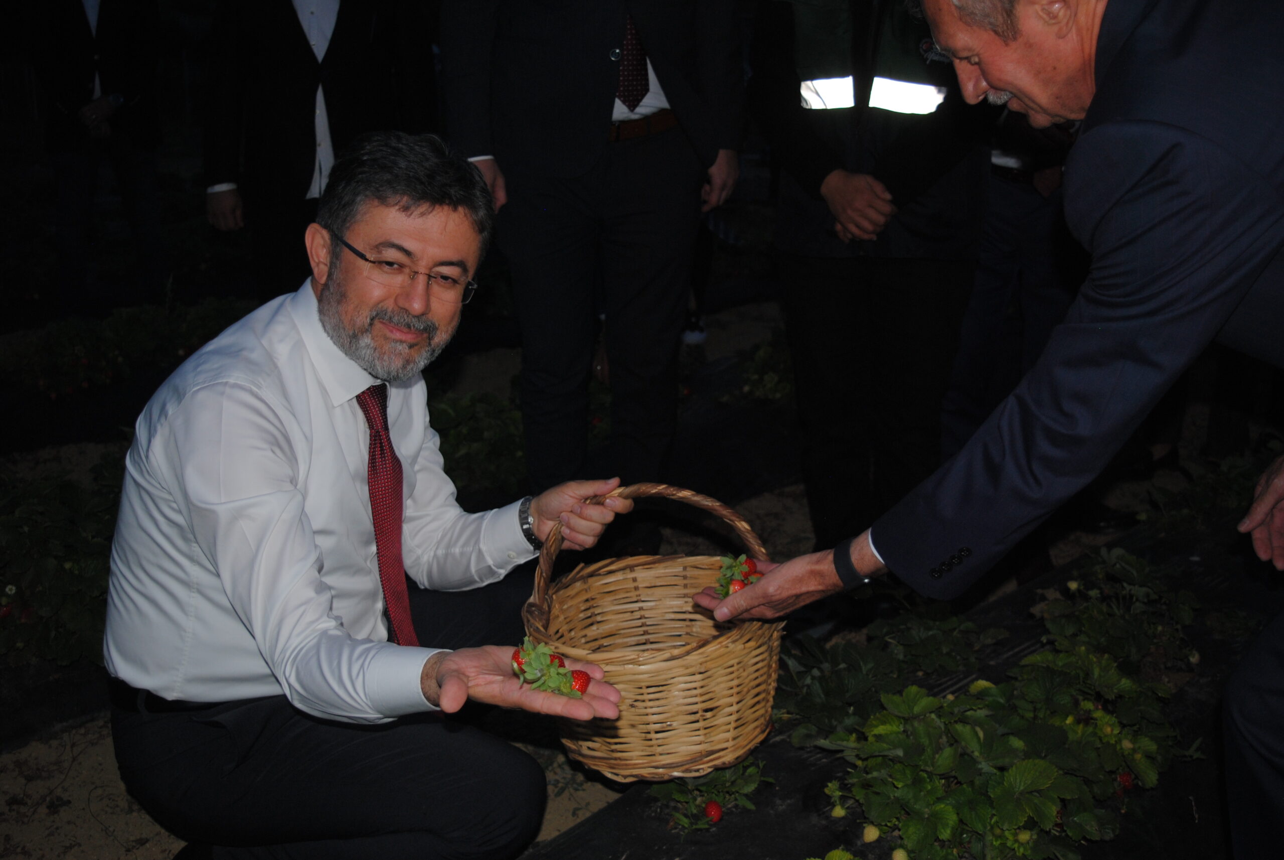 Bakan Yumaklı “ÇİLEK TOPLADI “