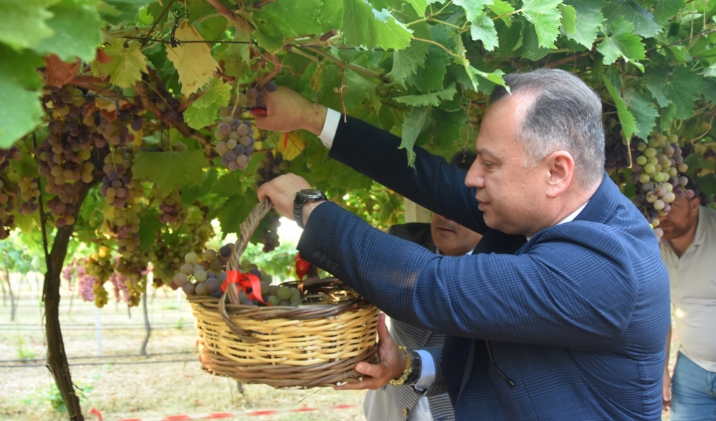SÜLEYMANPAŞA’DA 12. BAĞ BOZUMU ŞENLİĞİ GERÇEKLEŞTİRİLDİ