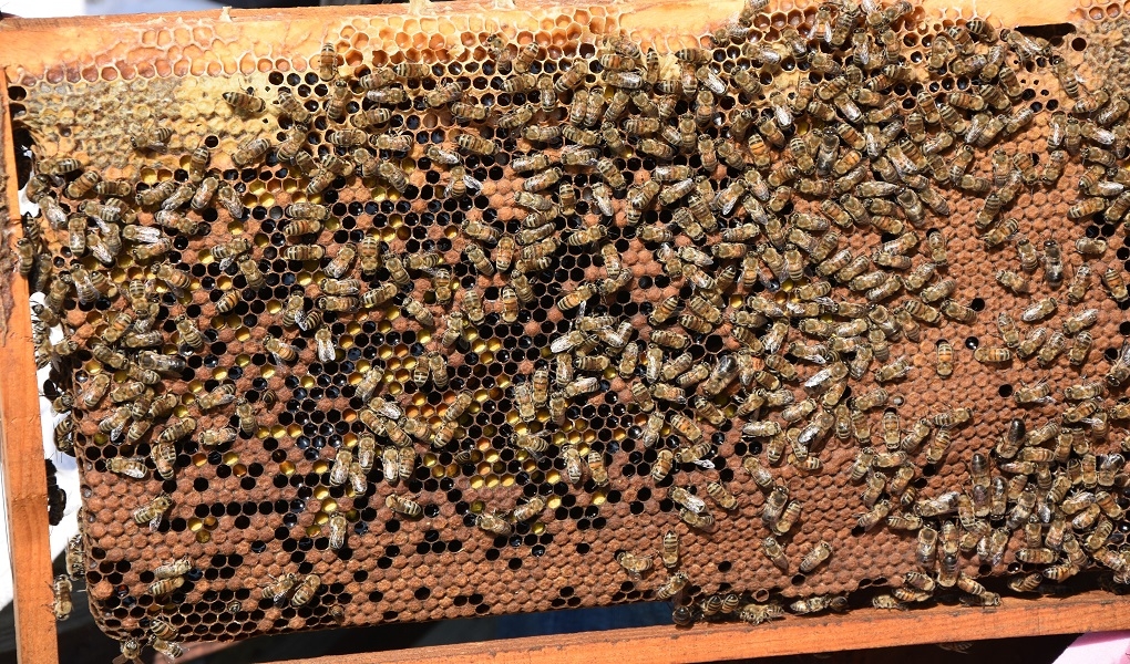 TEKİRDAĞ BÜYÜKŞEHİR BELEDİYESİ’NDEN ‘ARI YAŞAM GÜCÜ PROJESİ’