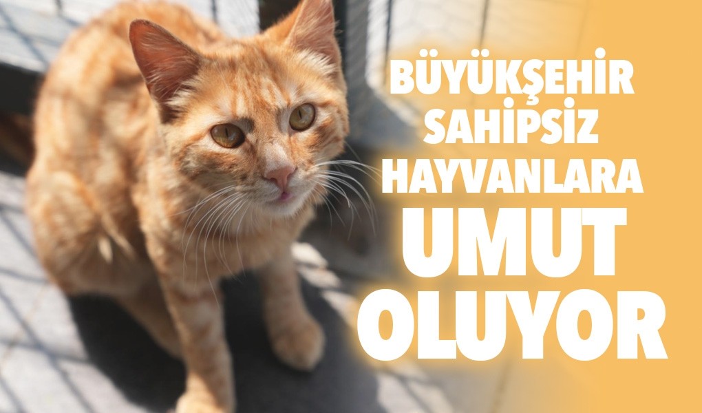 BÜYÜKŞEHİR SAHİPSİZ HAYVANLARA UMUT OLUYOR